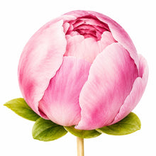 Parttyhub rose bud cupcake topper